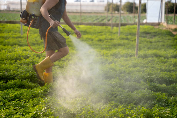 Best Wasp Removal Services  in Astia, OR
